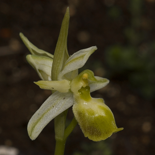 Ophrys ... un giro a 